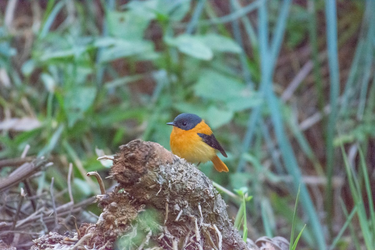 Black-and-orange Flycatcher - ML213145191