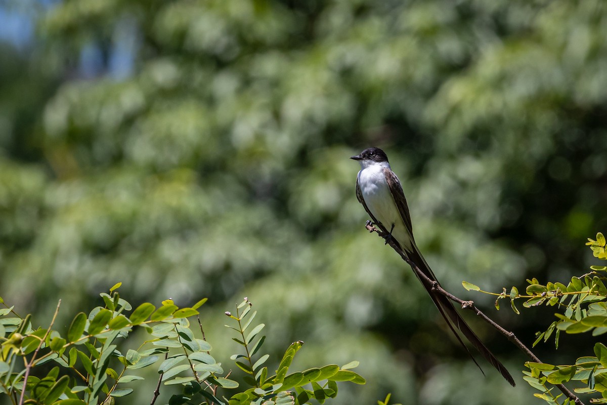 Fork-tailed Flycatcher - Eden Fontes