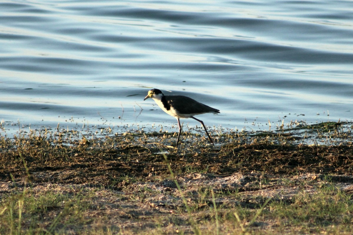 Masked Lapwing (Black-shouldered) - ML213146591