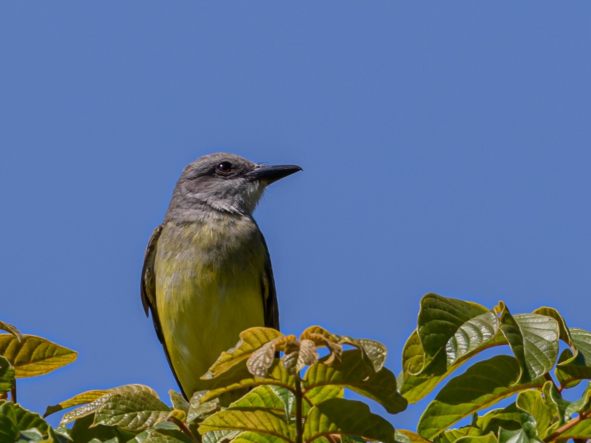 Tropical Kingbird - Eden Fontes
