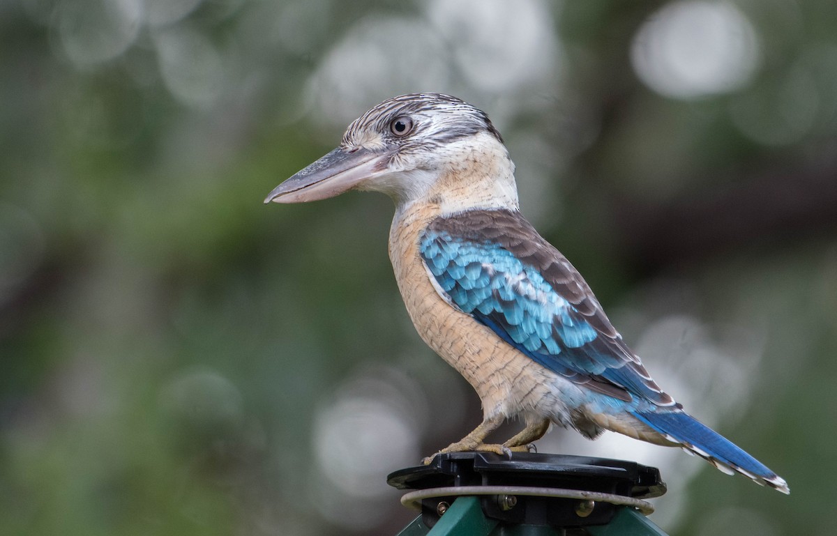 Blue-winged Kookaburra - ML213148291