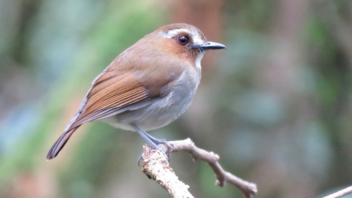 Eyebrowed Jungle Flycatcher - Tim Forrester
