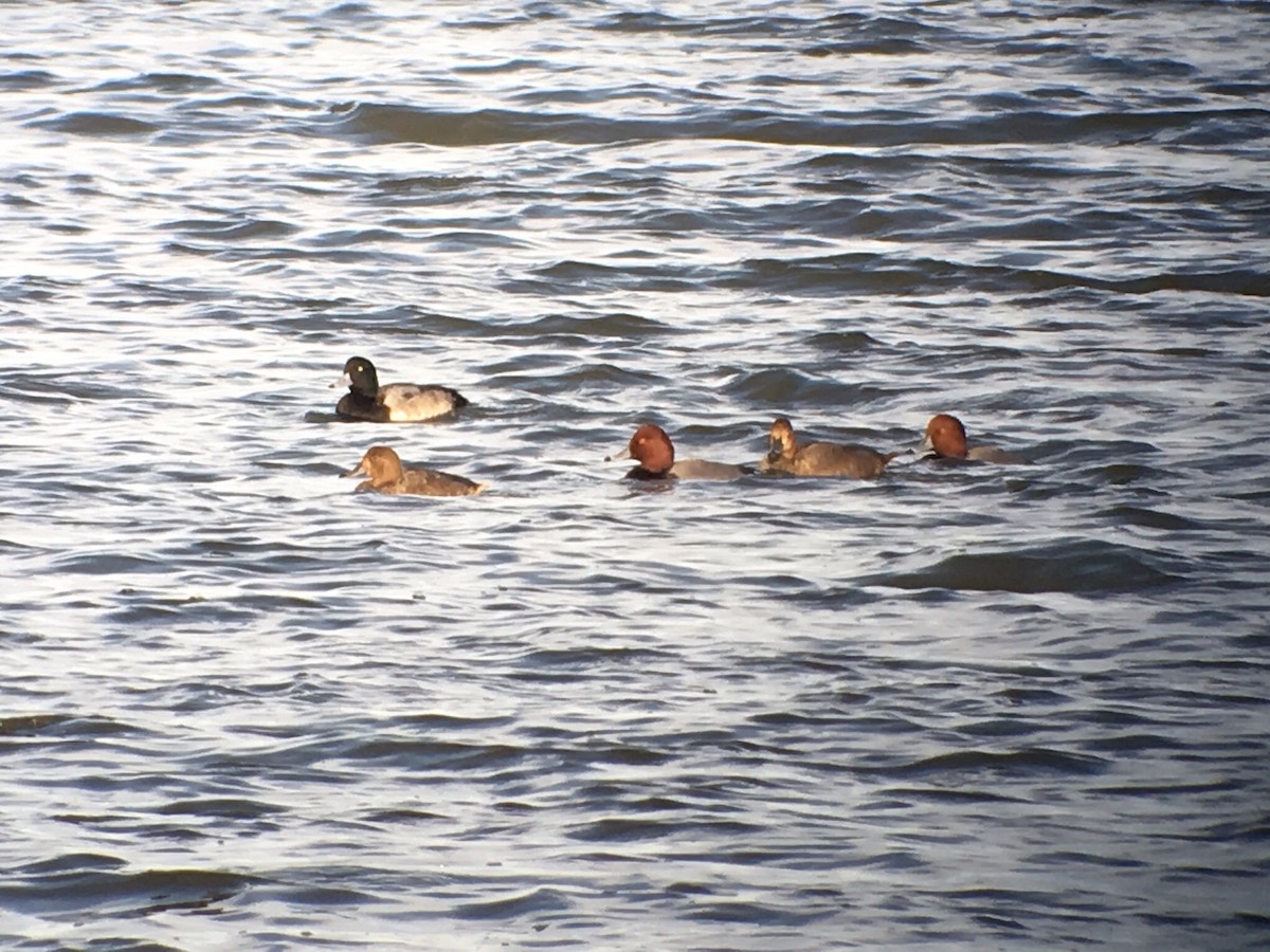 Greater Scaup - James White