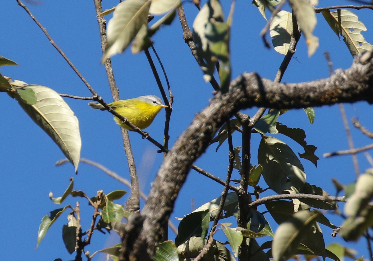 Gray-hooded Warbler - ML213150231