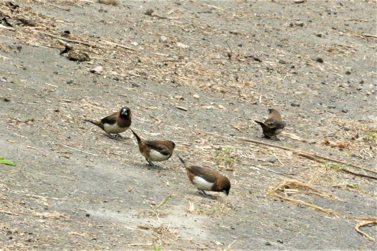 White-rumped Munia - ML213150731