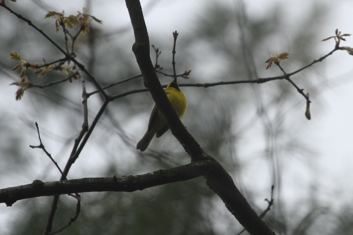 Blue-winged Warbler - ML213151991