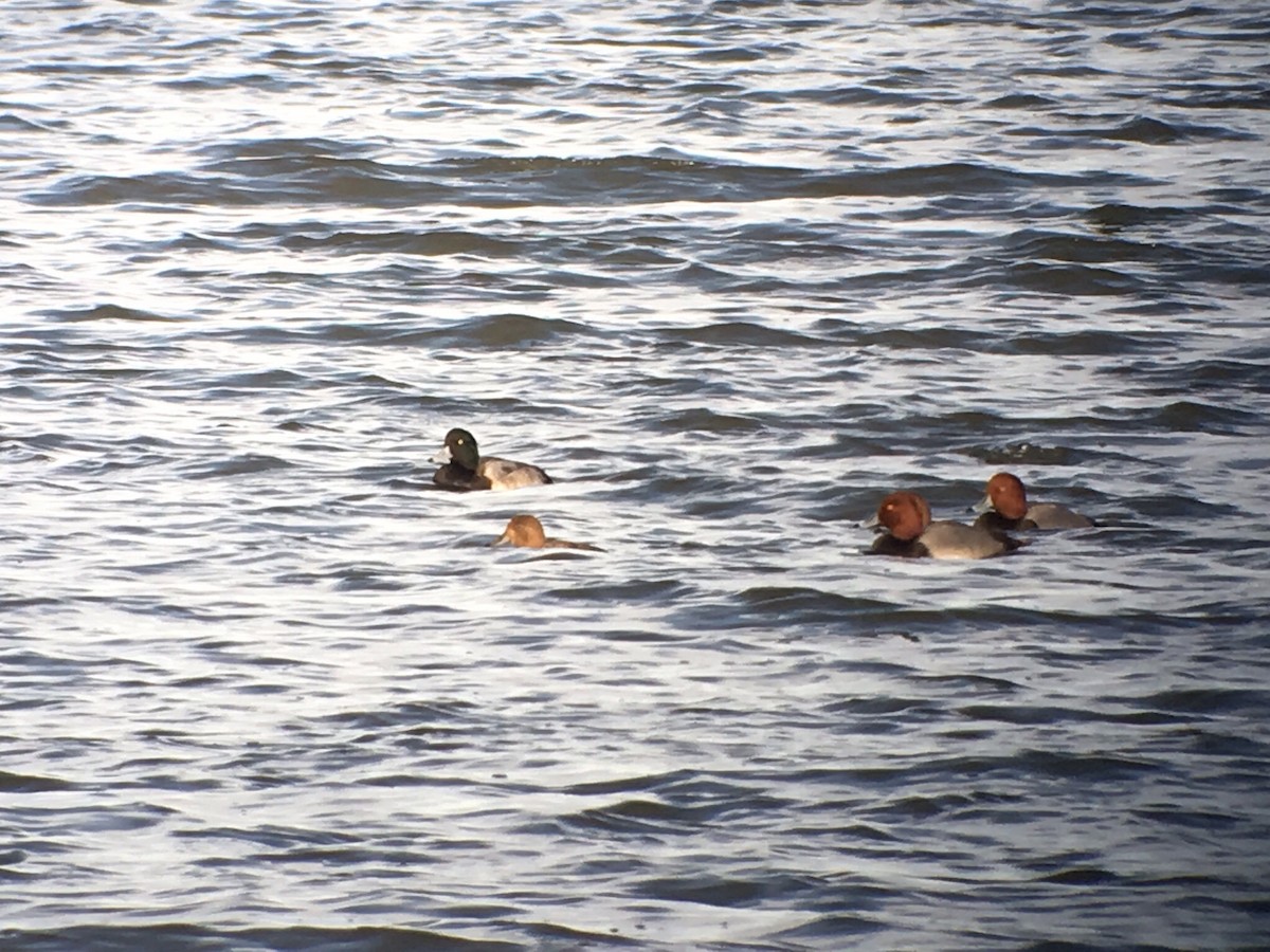 Greater Scaup - James White