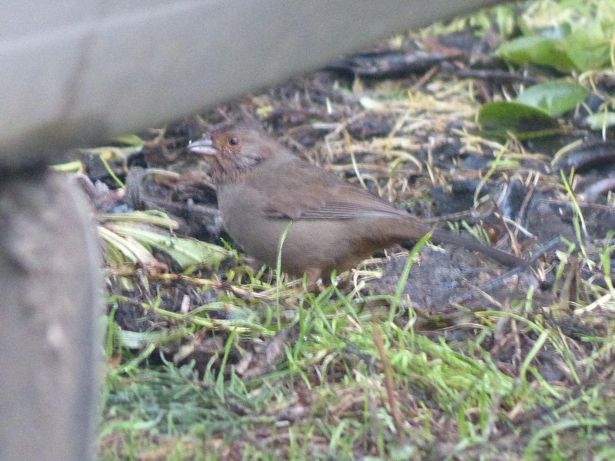 California Towhee - ML213152641