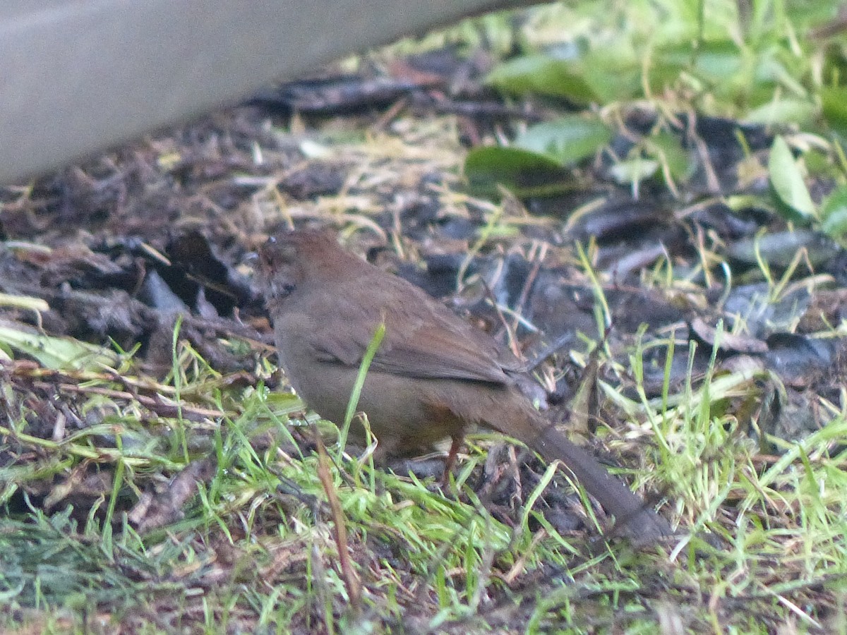 California Towhee - Jim Guion