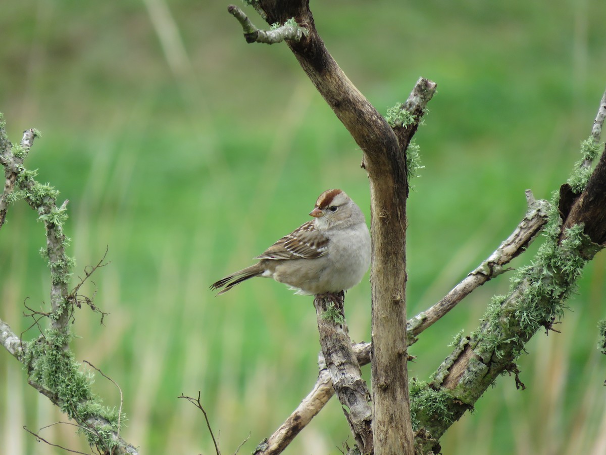 White-crowned Sparrow - ML213153601