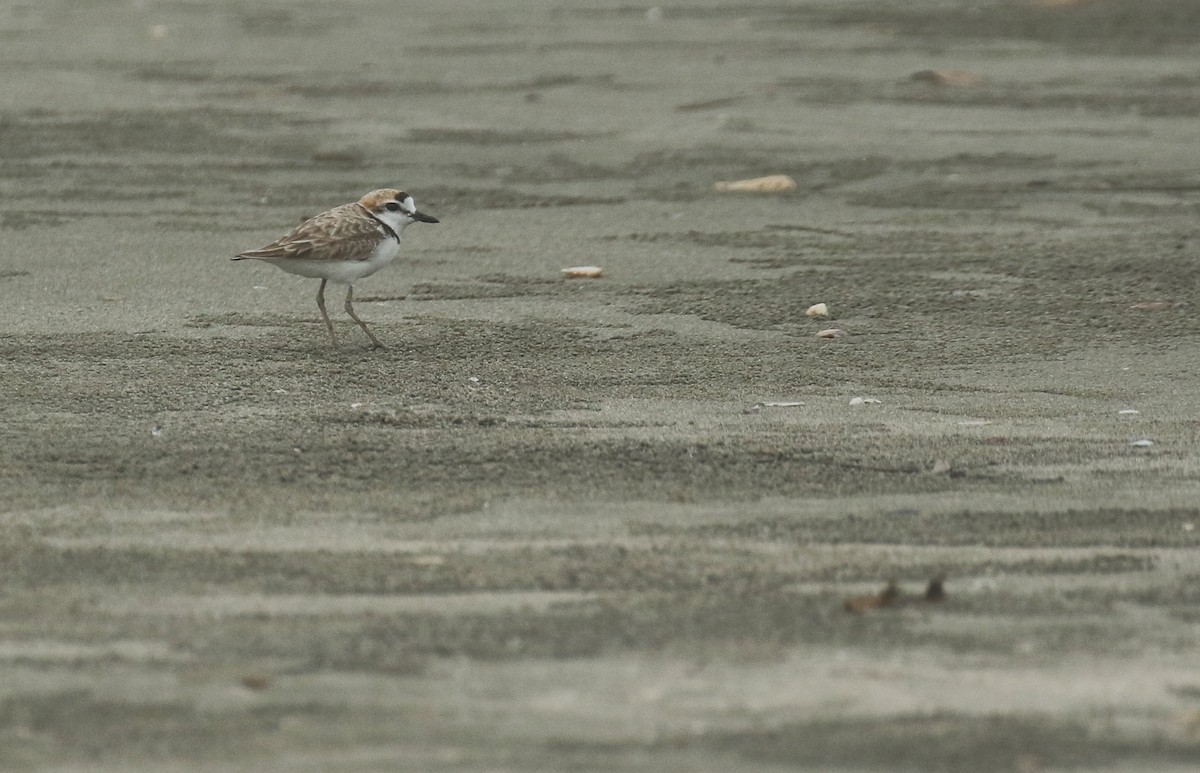 Malaysian Plover - ML213153791