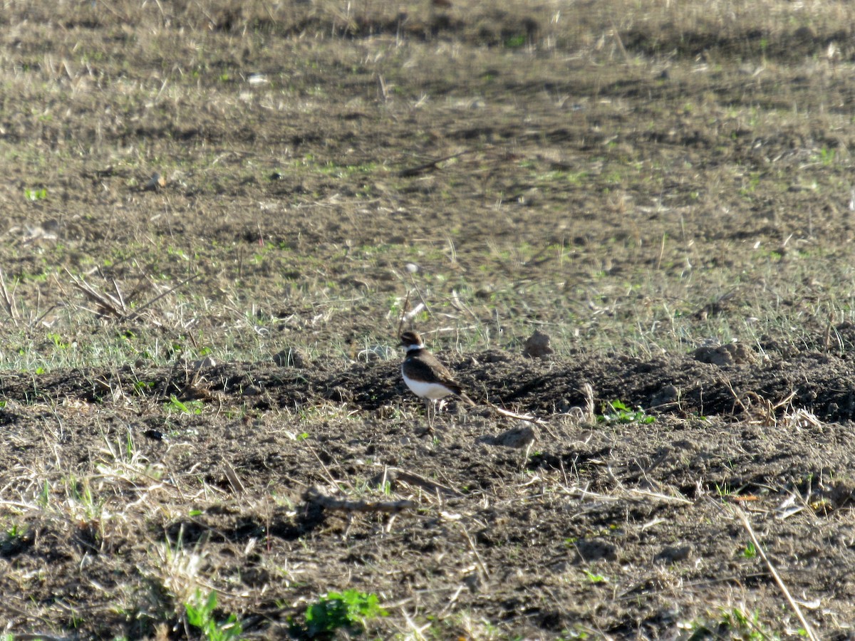 Killdeer - ML21315451