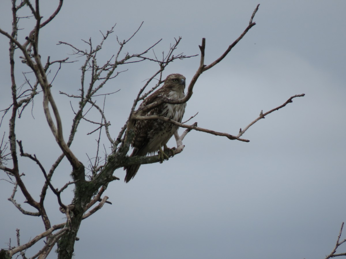 Red-tailed Hawk - ML213154571