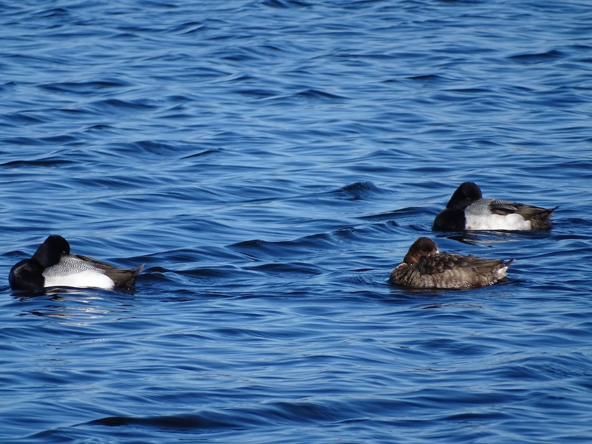 Lesser Scaup - ML213154911