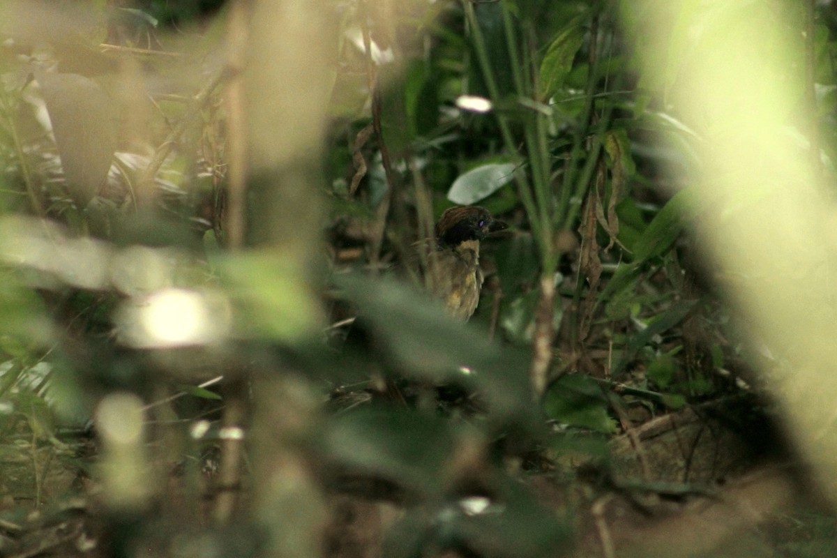 Noisy Pitta - ML213154921