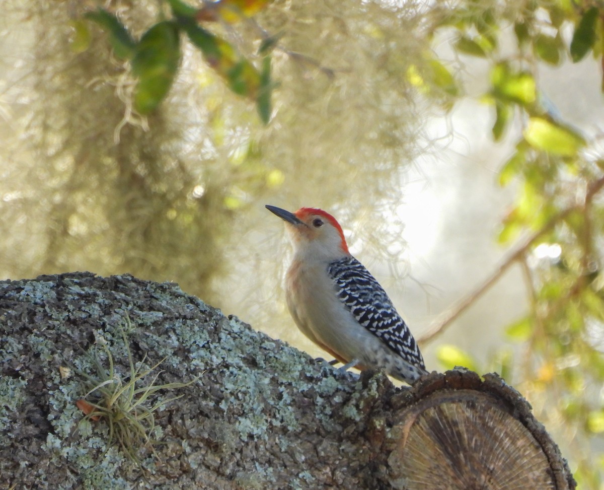 Red-bellied Woodpecker - Wendy Milstein