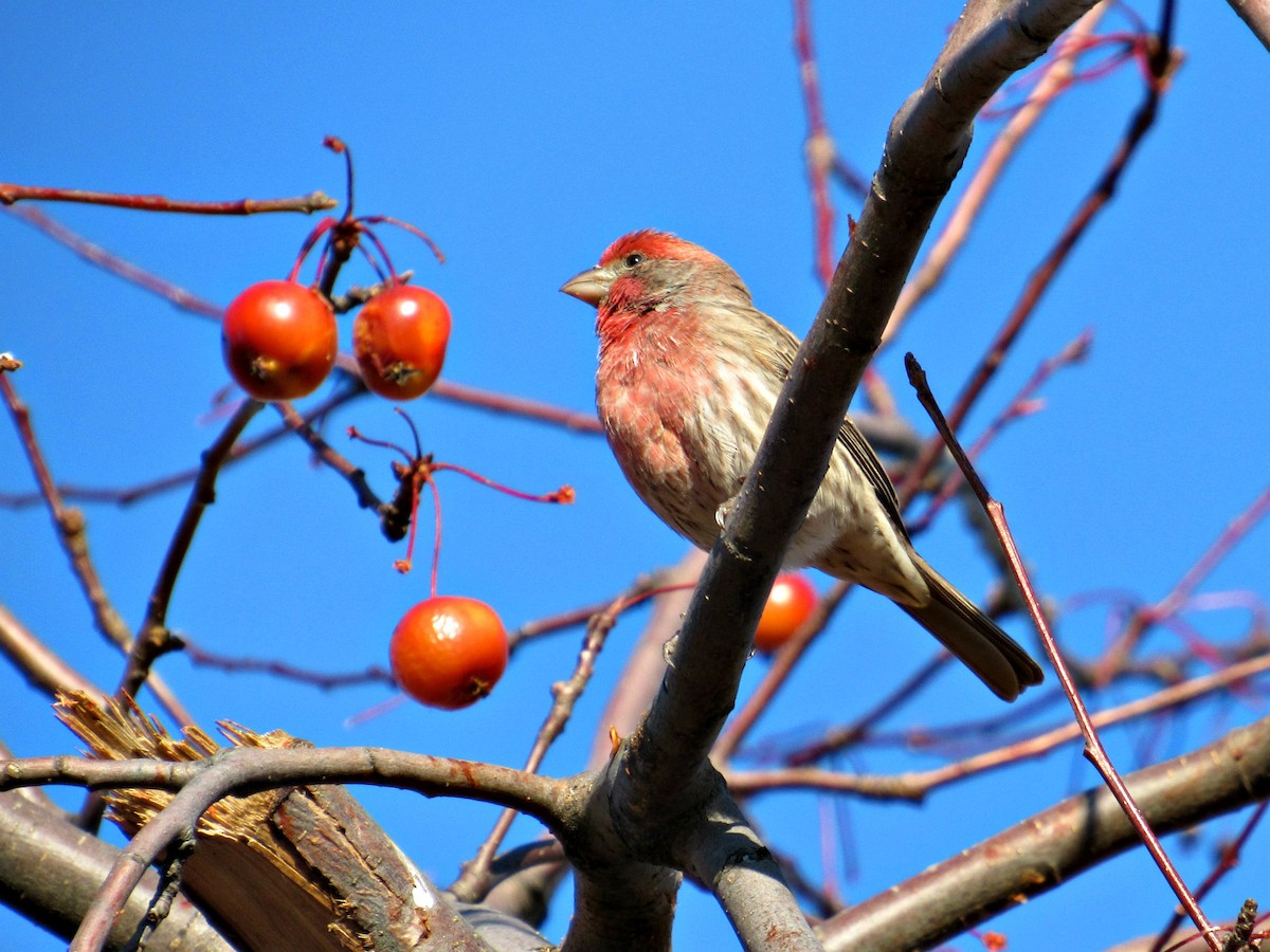 House Finch - ML21315551