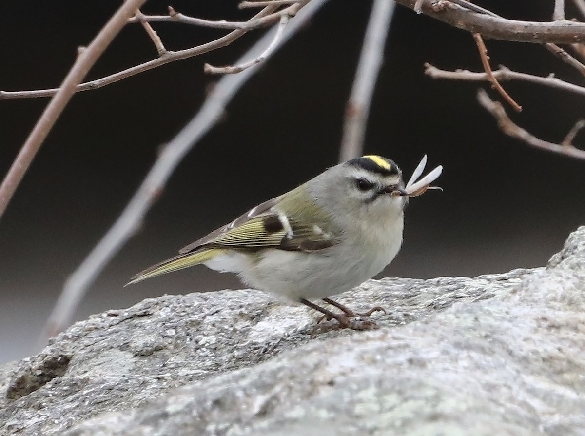 Golden-crowned Kinglet - ML213156071