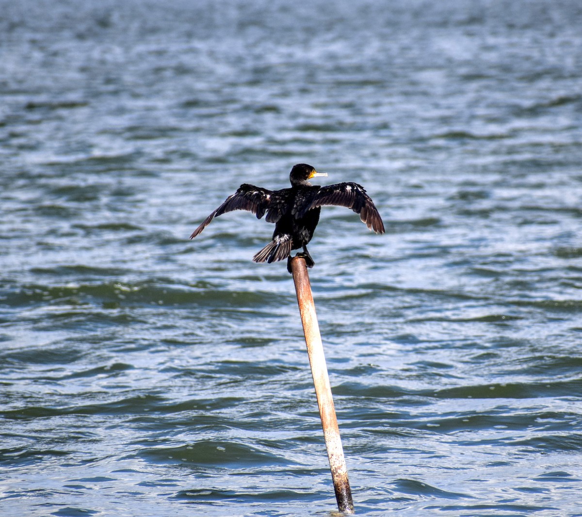 Great Cormorant - ML213156341