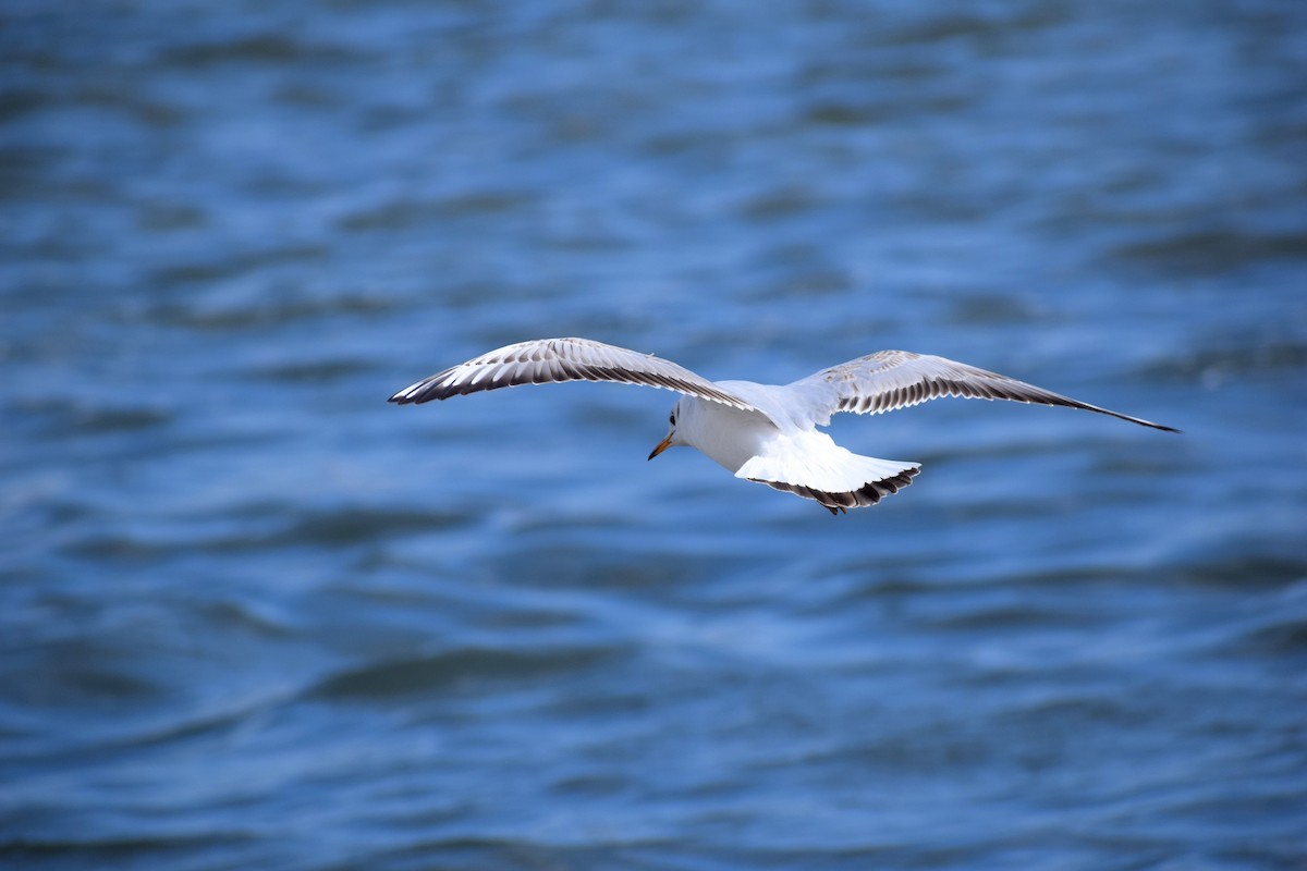 Black-headed Gull - ML213156811