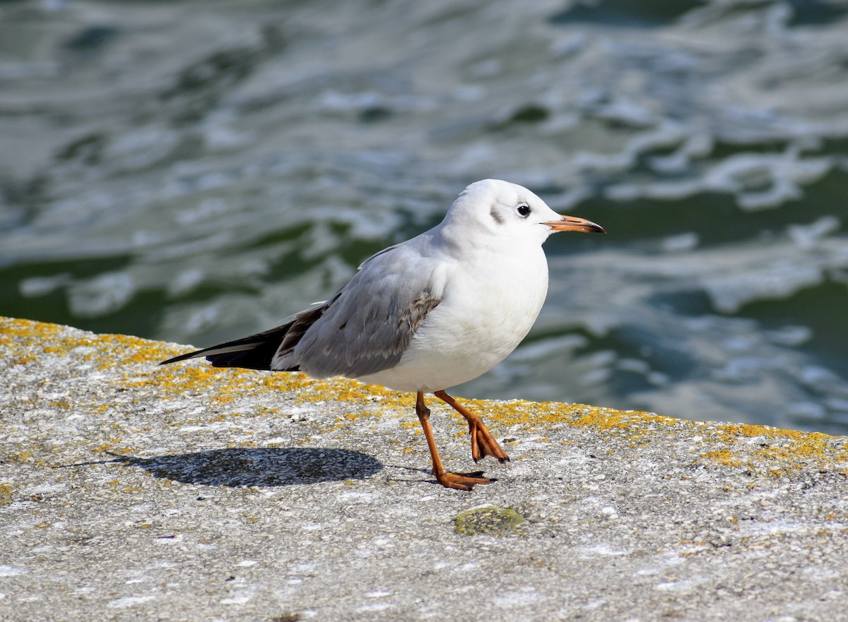 Mouette rieuse - ML213156821