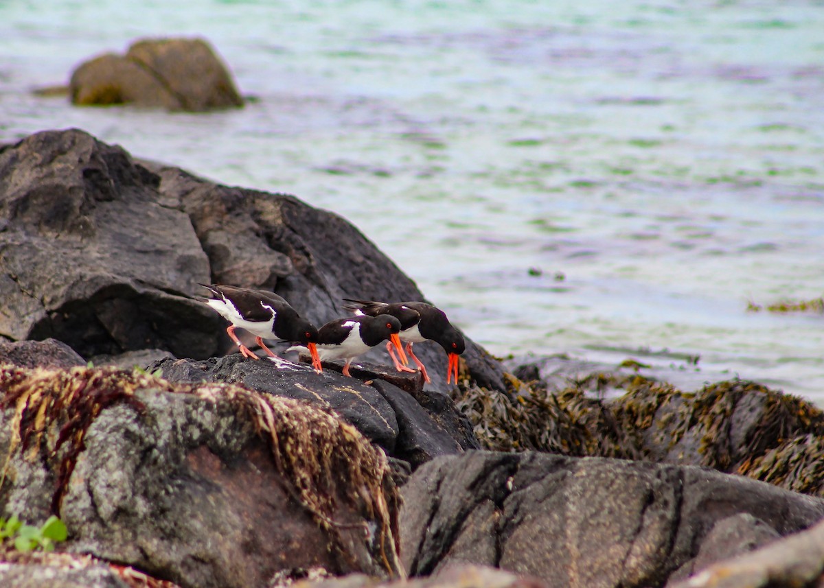 Eurasian Oystercatcher - ML213157301