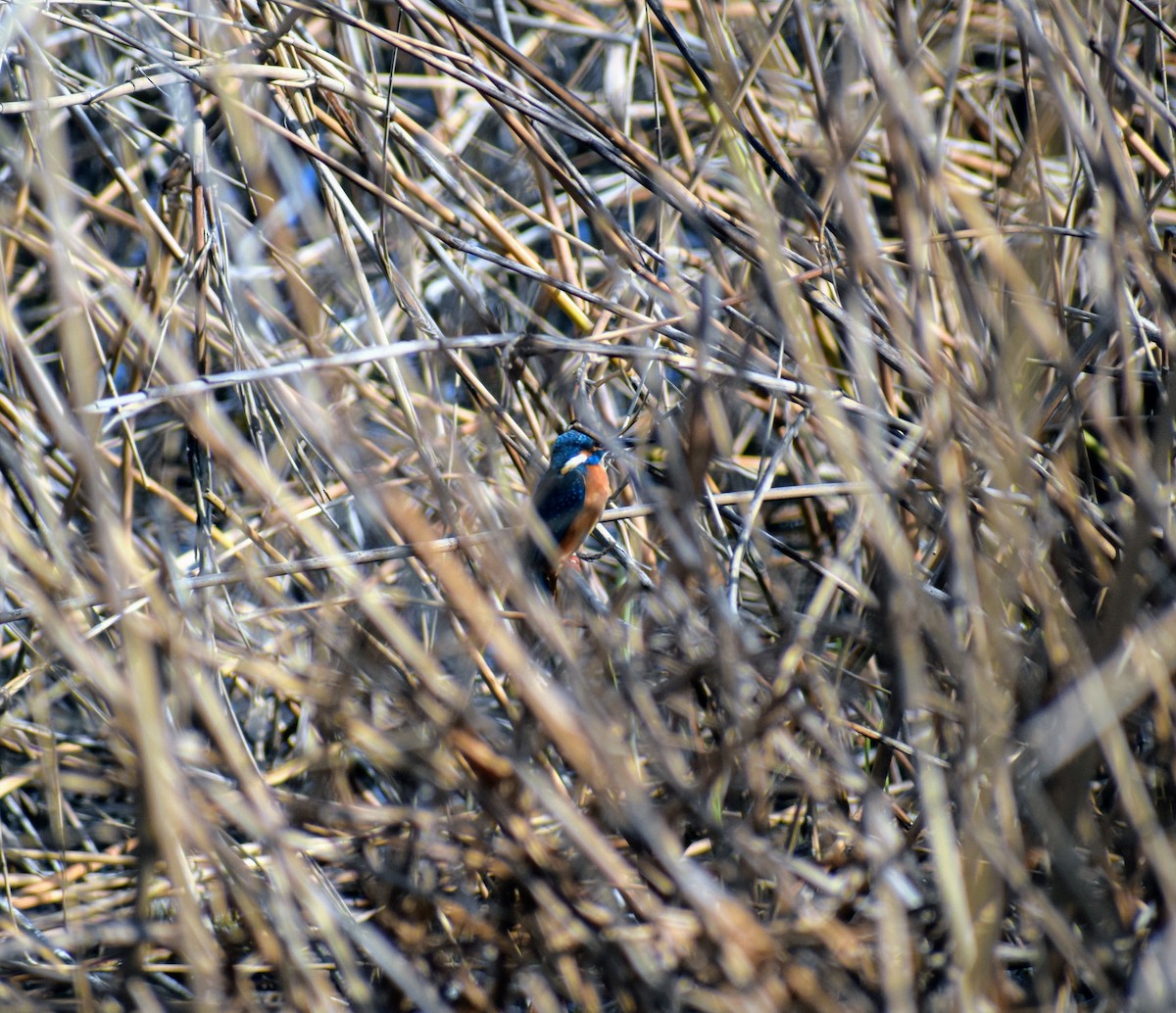 Common Kingfisher - ML213157351