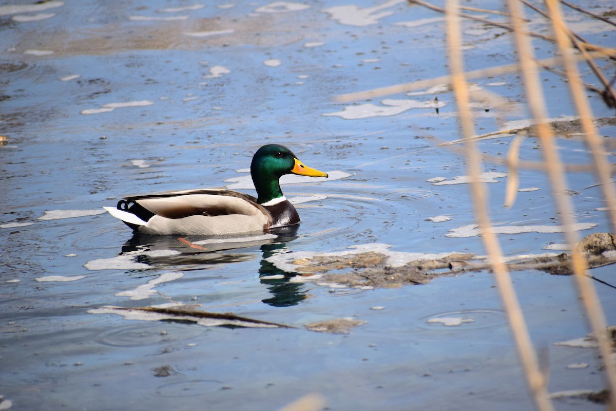 Canard colvert - ML213157601