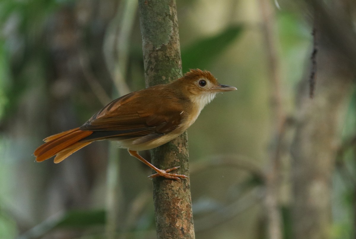 Ferruginous Babbler - Alex Berryman
