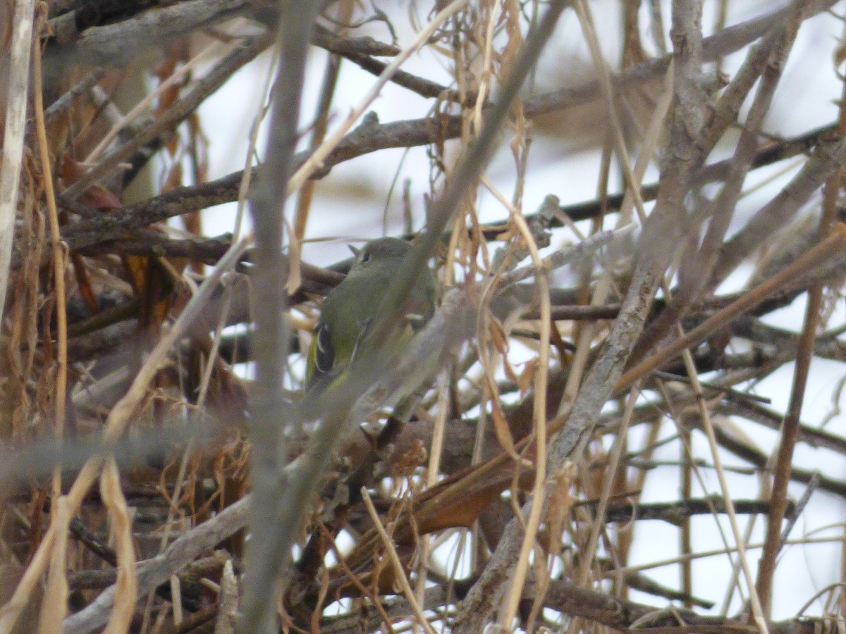 Ruby-crowned Kinglet - ML213160861