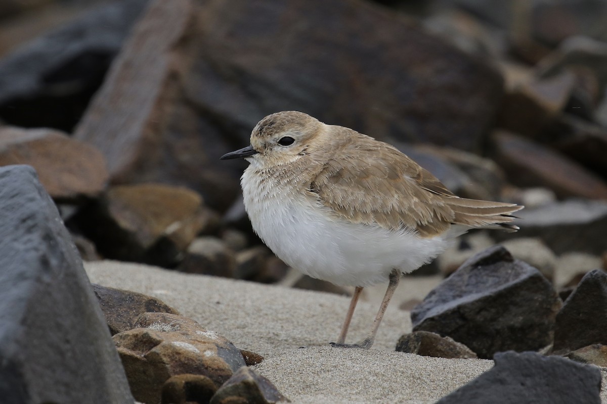 Mountain Plover - ML213161361