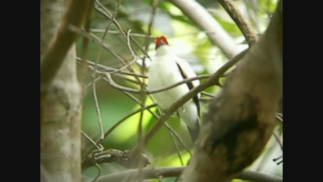 Araripe Manakin - ML213161391