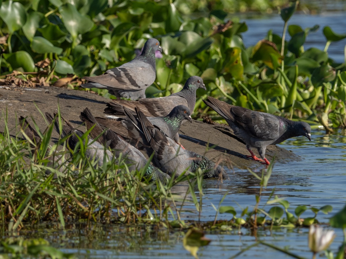 Rock Pigeon (Feral Pigeon) - ML213161541
