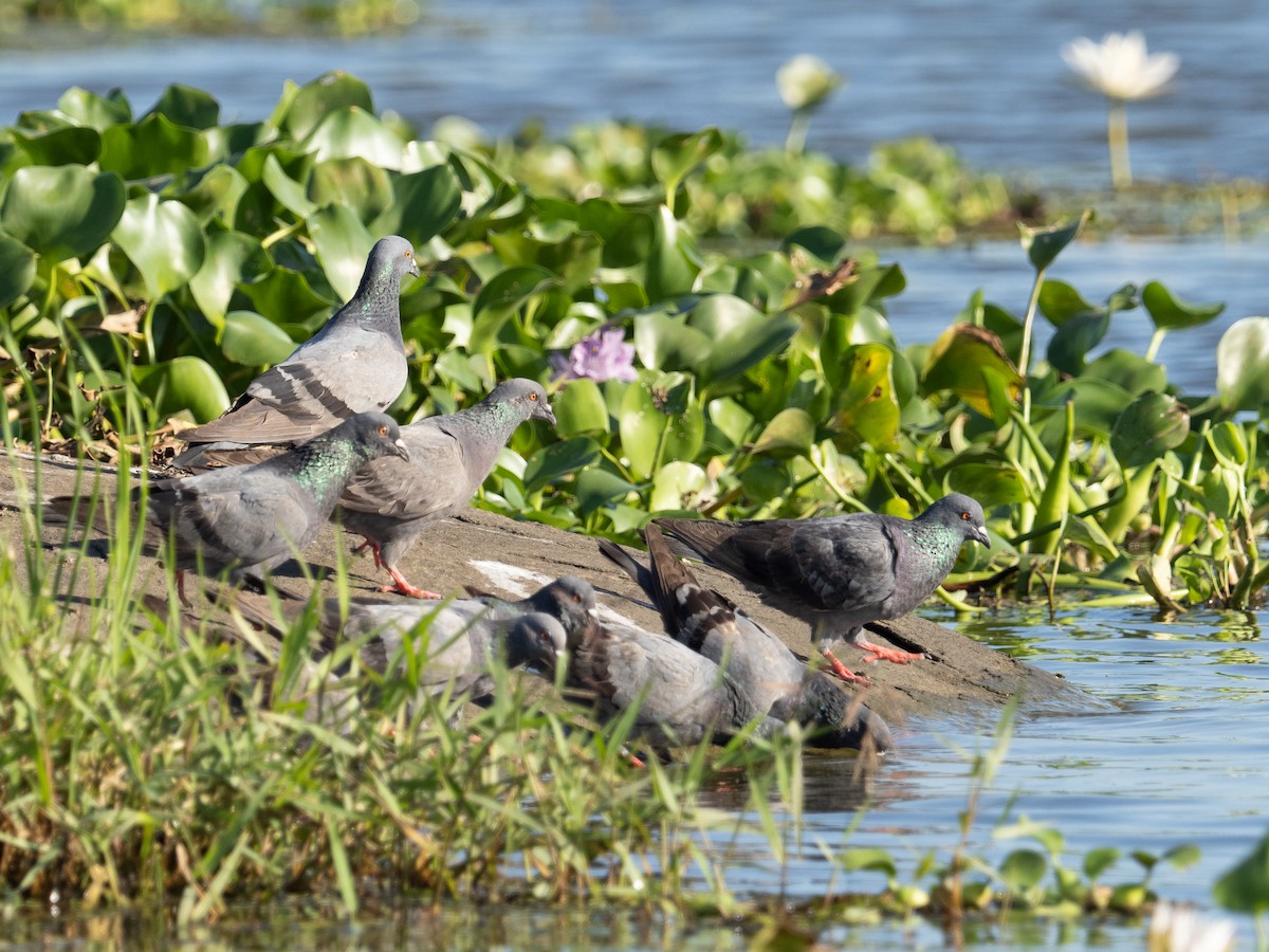 Rock Pigeon (Feral Pigeon) - ML213161591