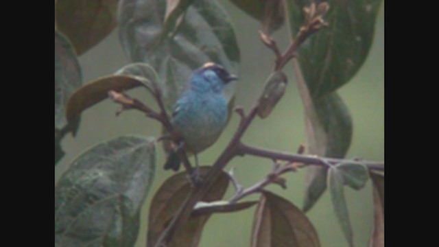 Golden-naped Tanager (Golden-naped) - ML213162371