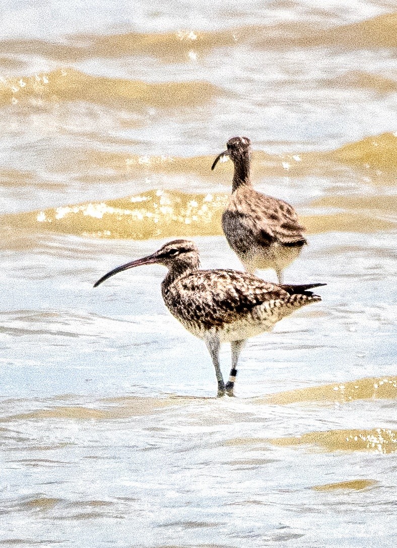 Whimbrel - ML213164521