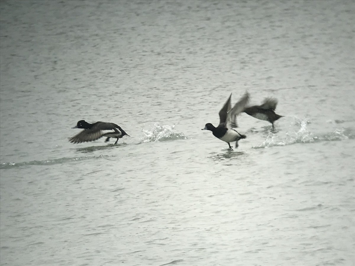 Lesser Scaup - ML213165471