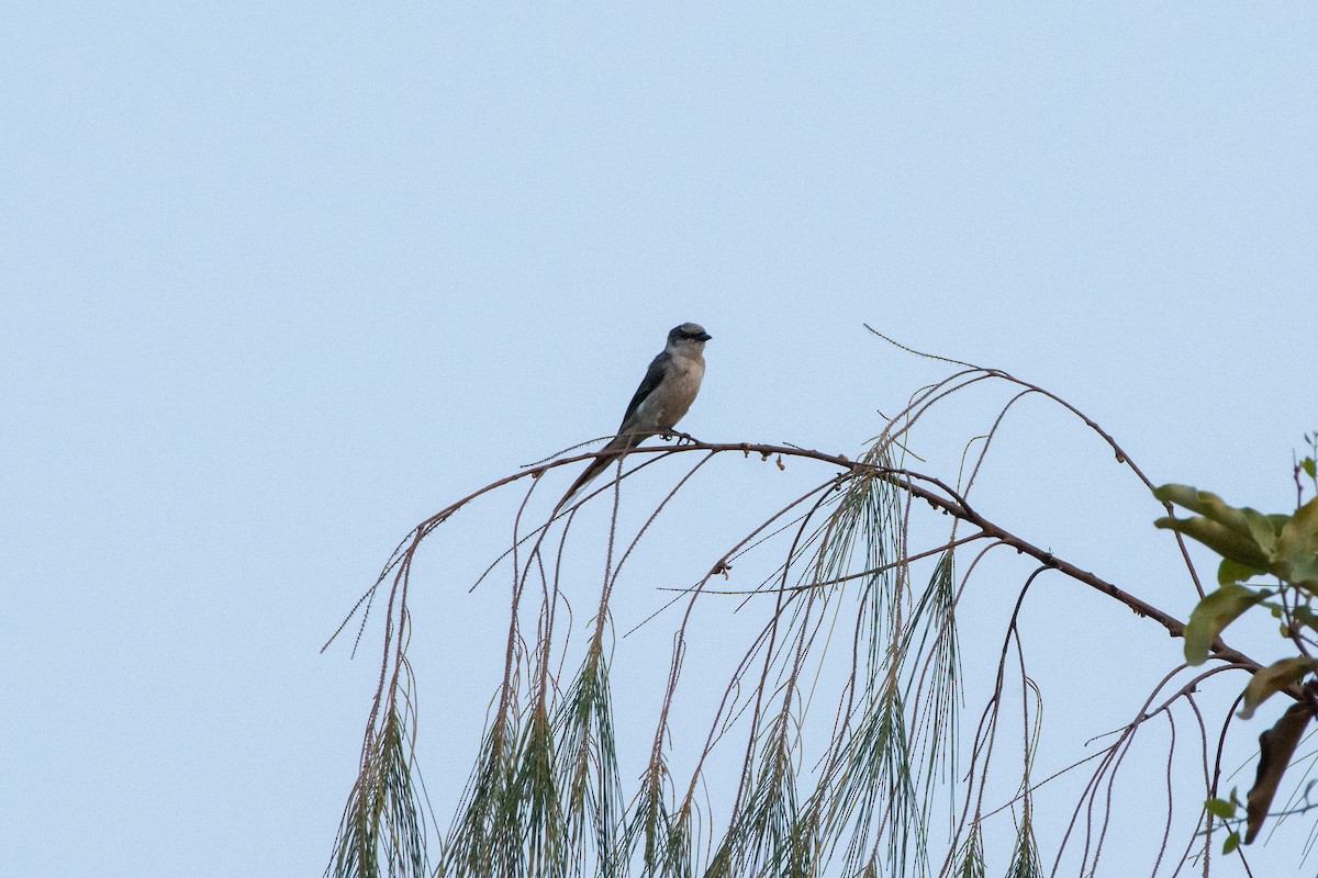 Brown-rumped Minivet - ML213167051