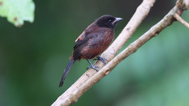 Crimson-backed Tanager - ML213167141