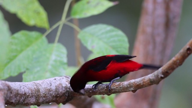 Crimson-backed Tanager - ML213167221