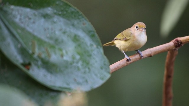 Golden-fronted Greenlet - ML213167301