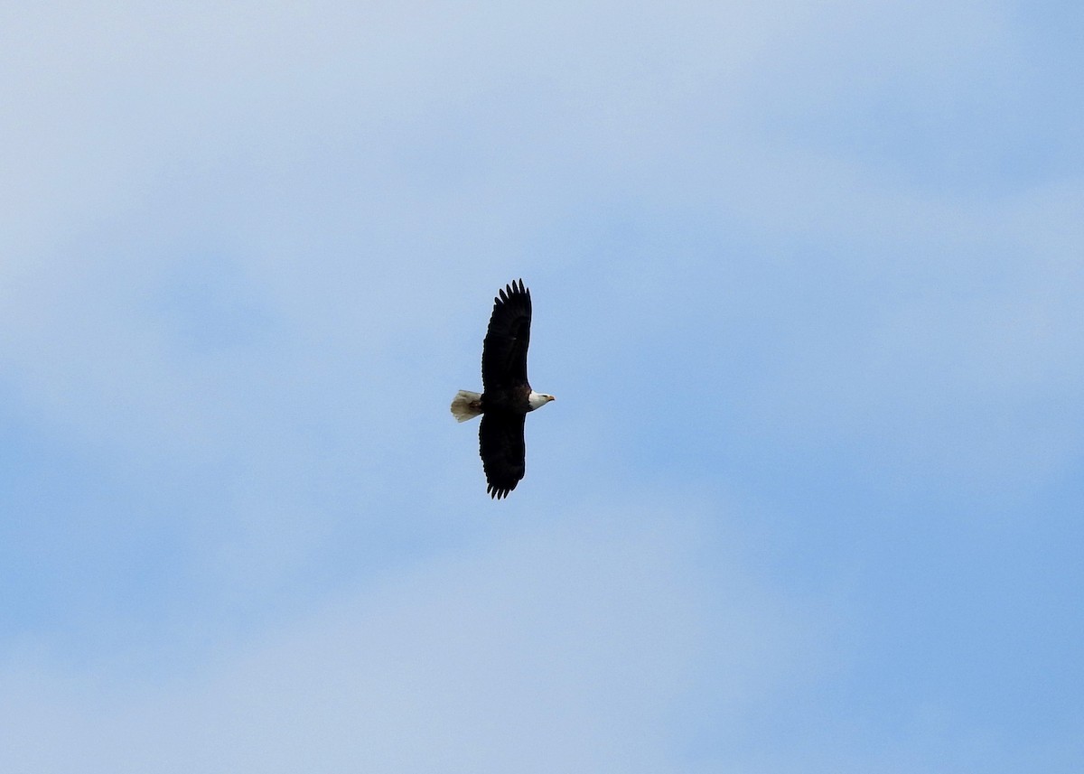 Bald Eagle - ML21316791