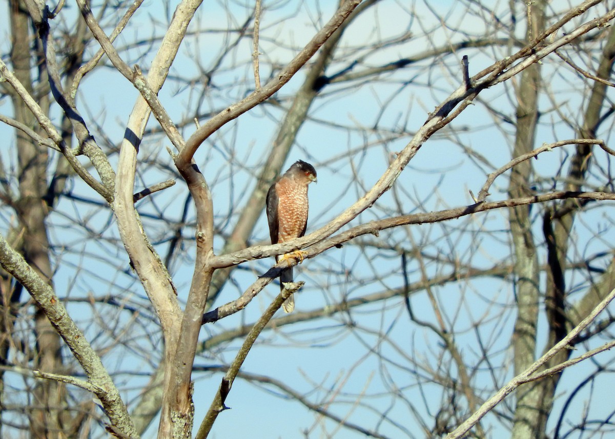 Cooper's Hawk - David Waxler