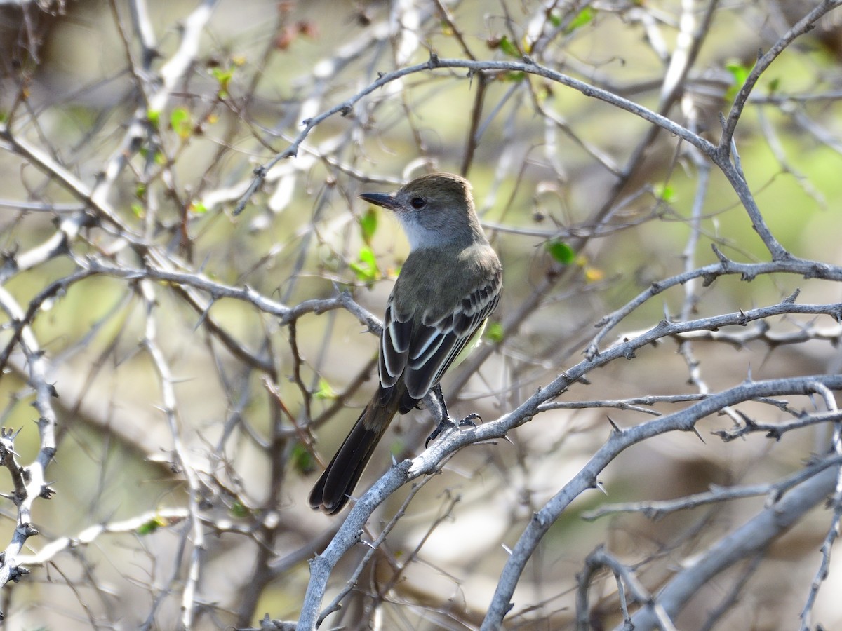 Brown-crested Flycatcher - Michael Tromp