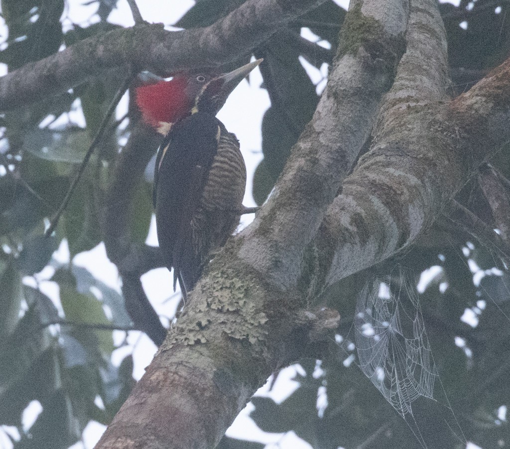 Lineated Woodpecker - Lindy Fung