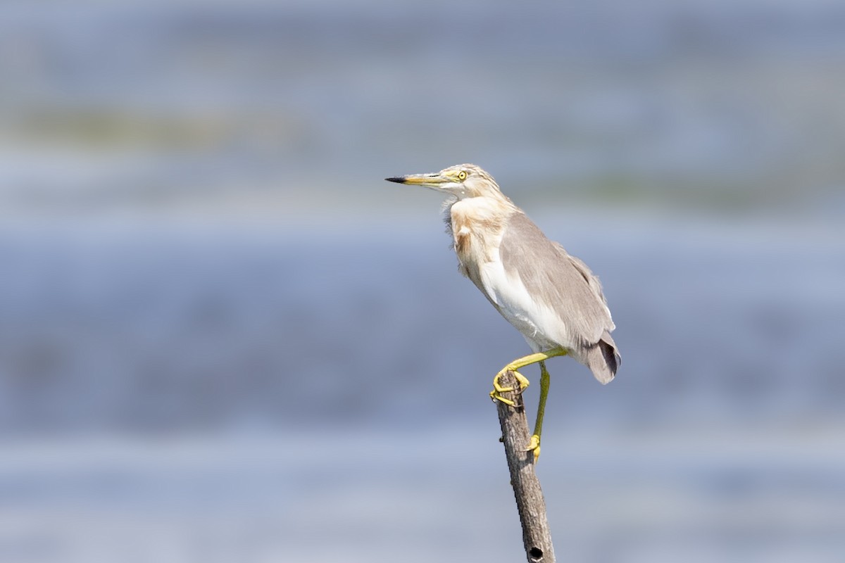 Javan Pond-Heron - Bradley Hacker 🦜