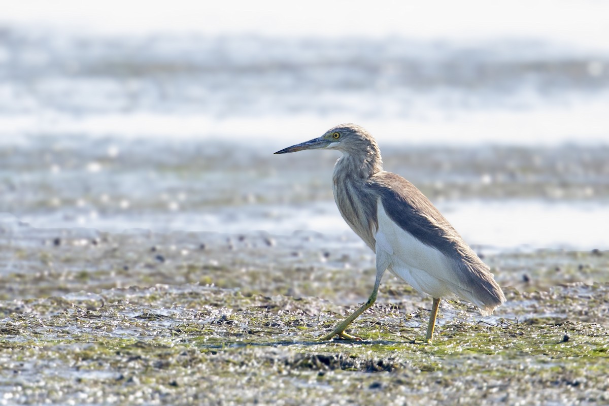 Javan Pond-Heron - Bradley Hacker 🦜