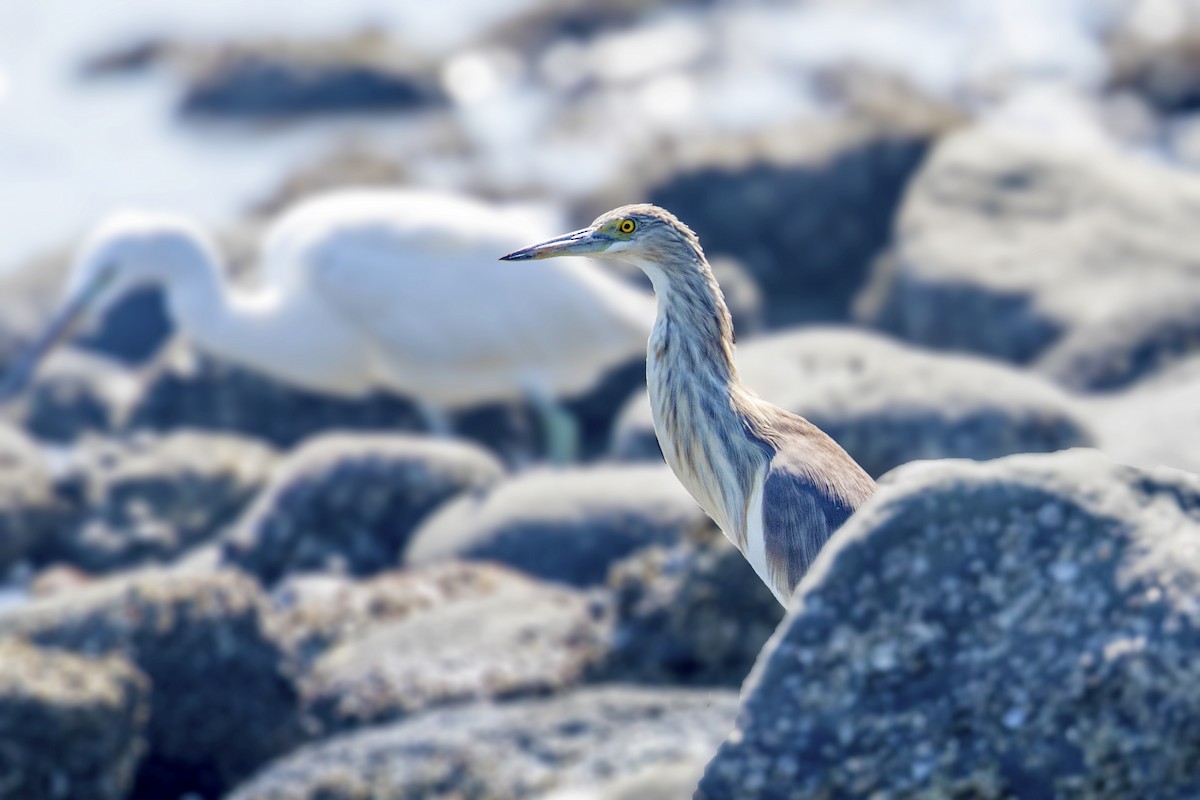 Javan Pond-Heron - Bradley Hacker 🦜