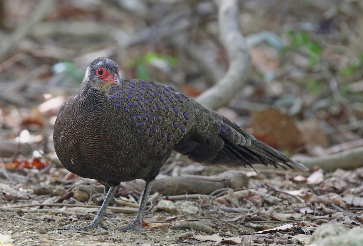 Germain's Peacock-Pheasant - ML213170201