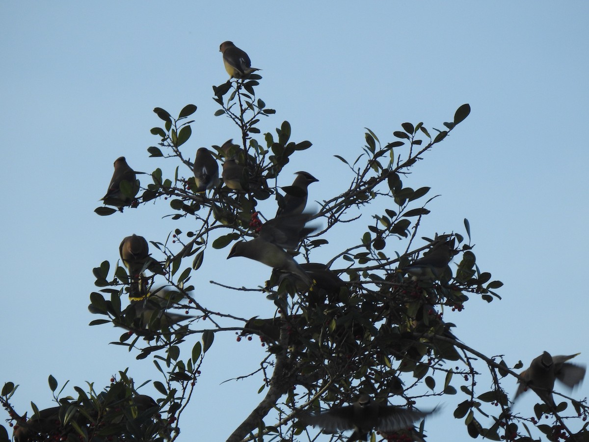 Cedar Waxwing - ML213172071